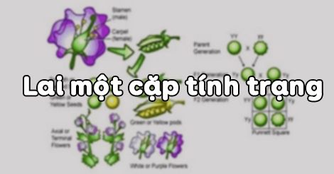 Sinh học 9 - Bài 3 - Lai 1 cặp tính trạng